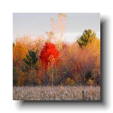 Early Morning Fall Glow