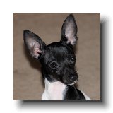 Little Echo