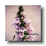 Blowout Bluebell - RARE