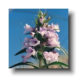 Penstemon Hadeni