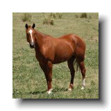 Haythorn Ranch Quarter Horse