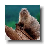 Prairie Dog